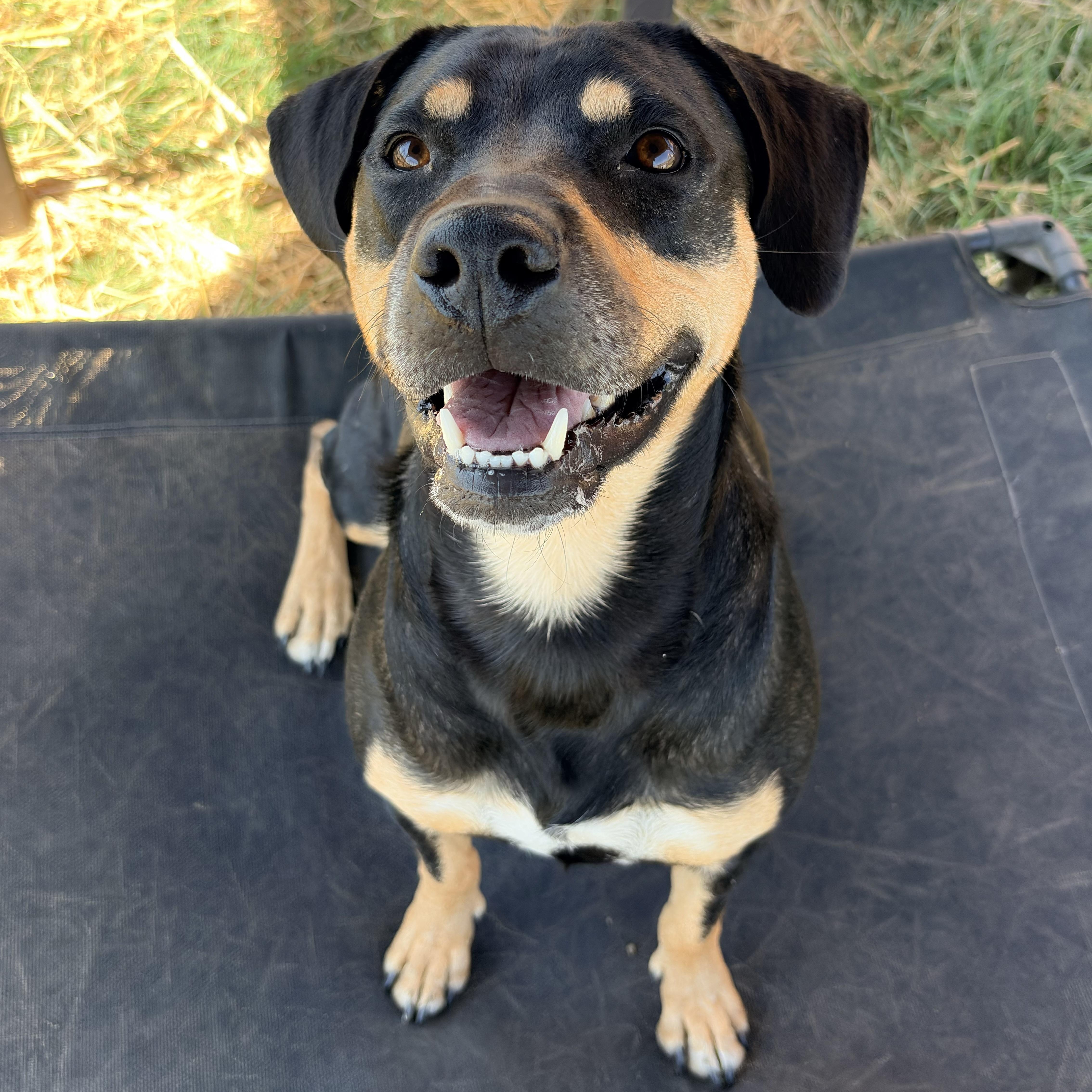 Enlarge *Reese, a Adoptable mixed breed in Justin, TX image 4/5