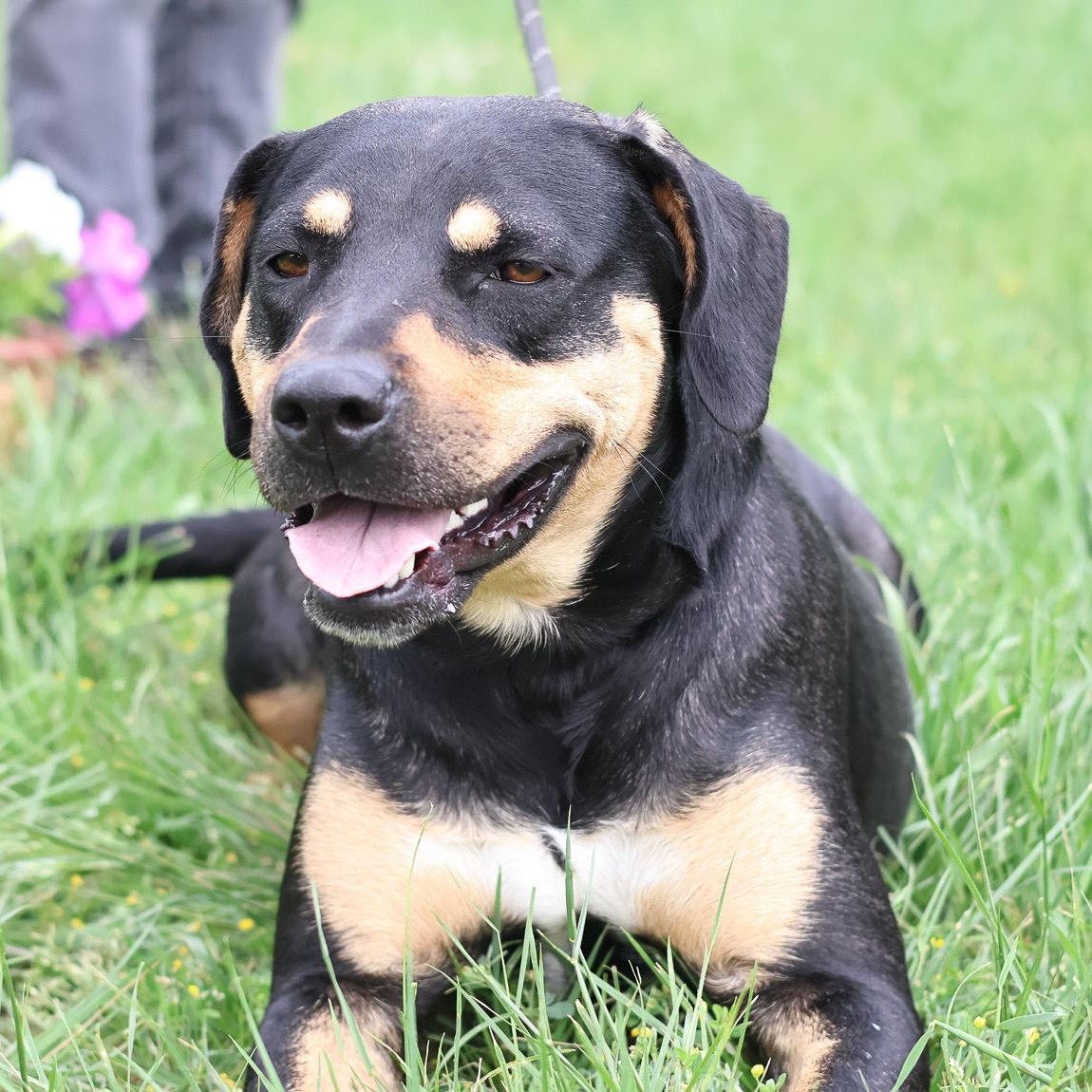 Enlarge *Reese, a Adoptable mixed breed in Justin, TX image 4/4