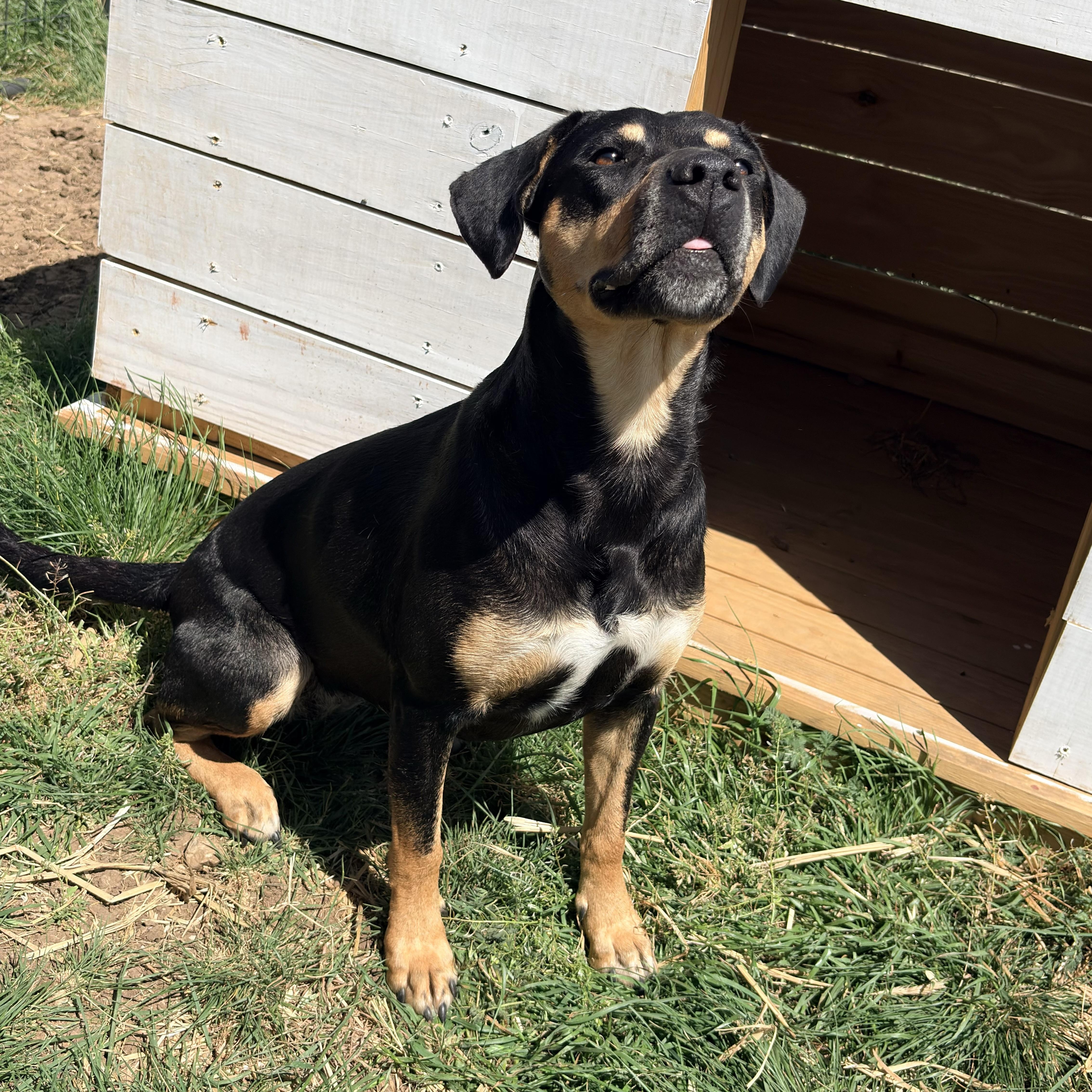 Enlarge *Reese, a Adoptable mixed breed in Justin, TX image 5/5