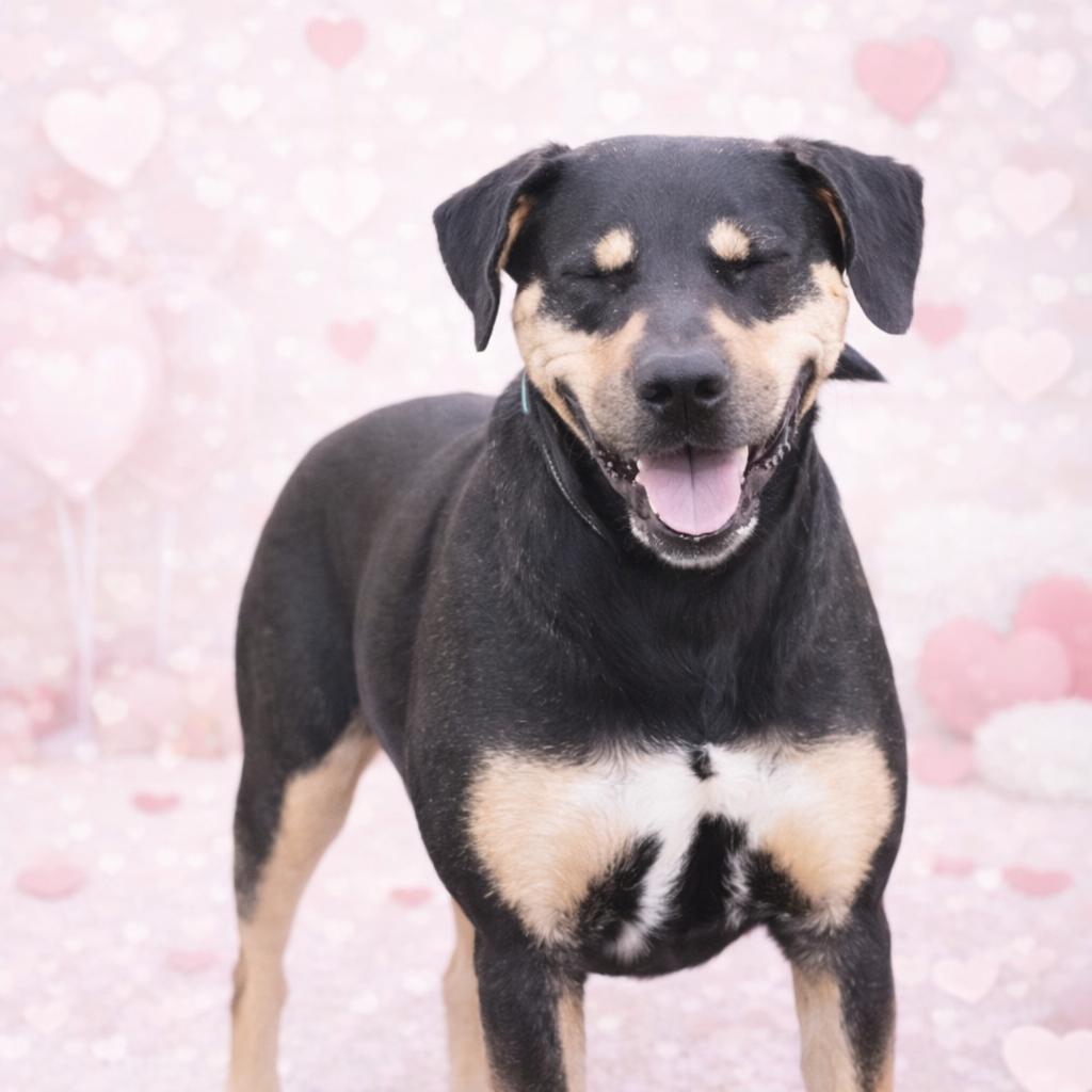 Enlarge *Reese, a Adoptable mixed breed in Justin, TX image 1/6