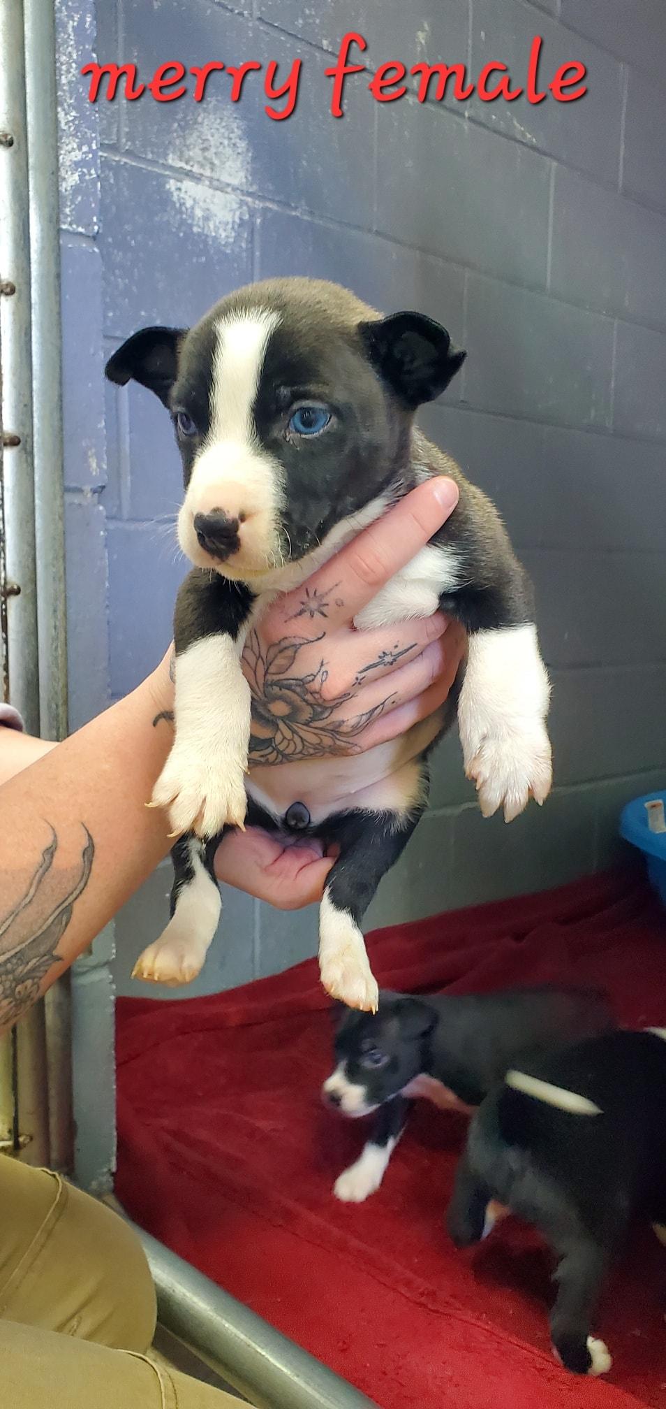 Enlarge Merry, a ADOPTABLE mixed breed in Attica, IN image 1/1