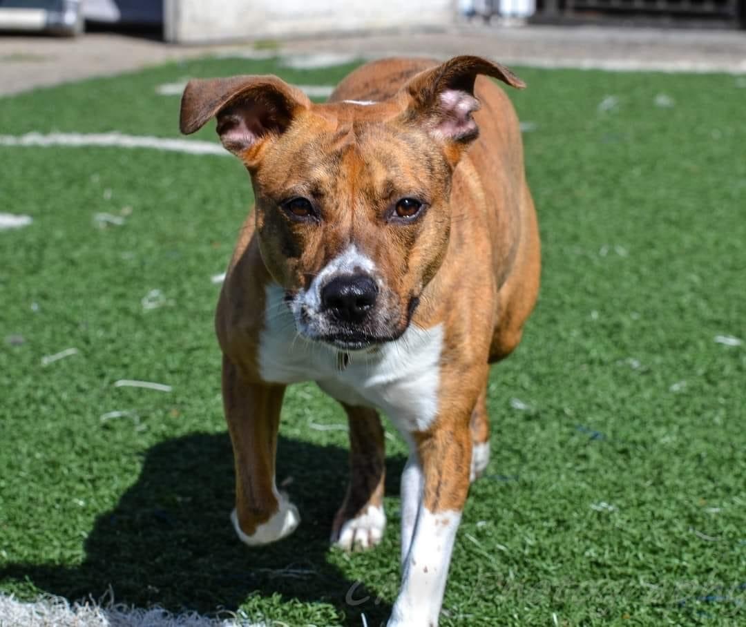 Enlarge Jingles, a Adoptable mixed breed in Gainesville, GA image 1/5