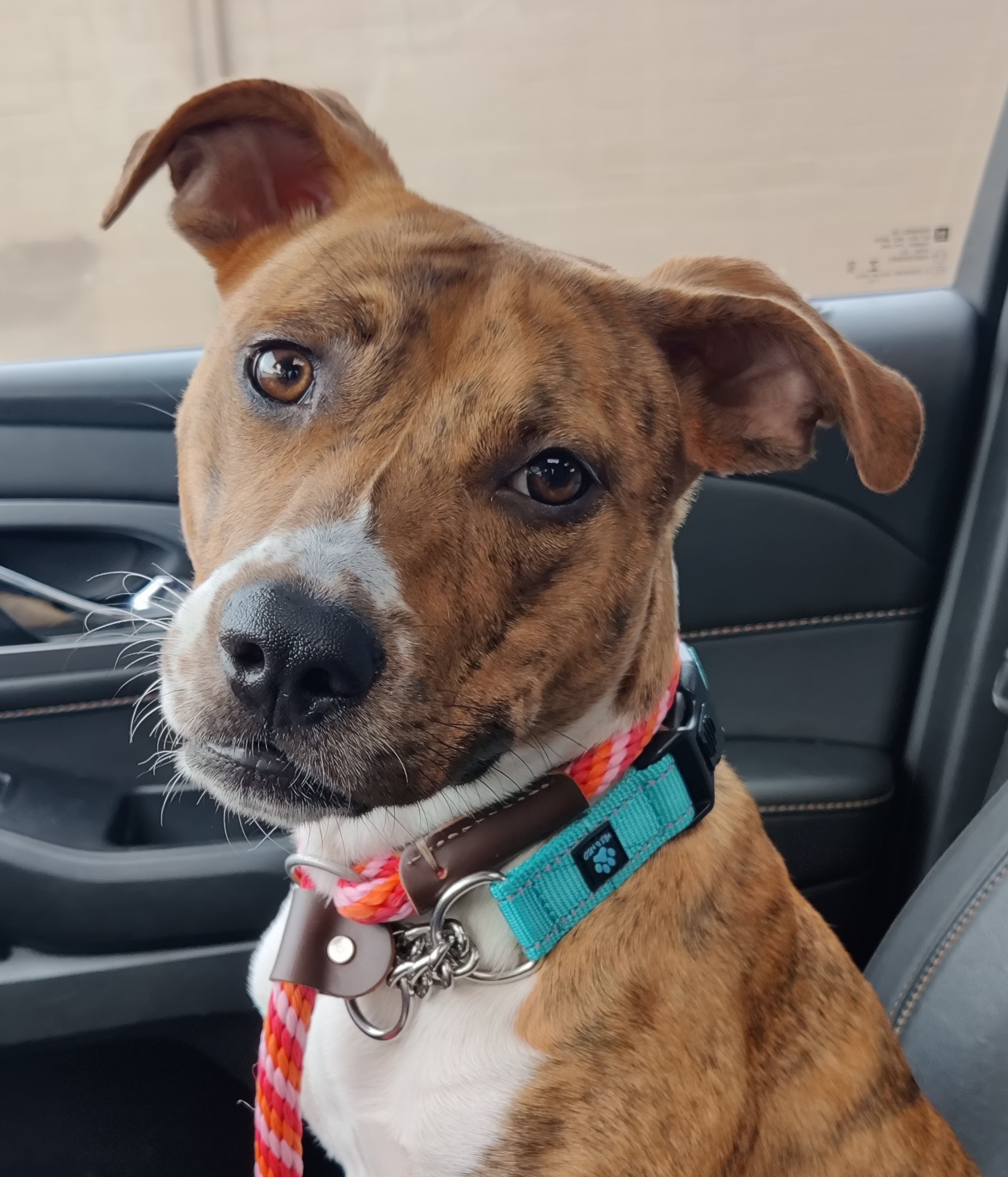 Enlarge Jingles, a Adoptable mixed breed in Gainesville, GA image 2/5