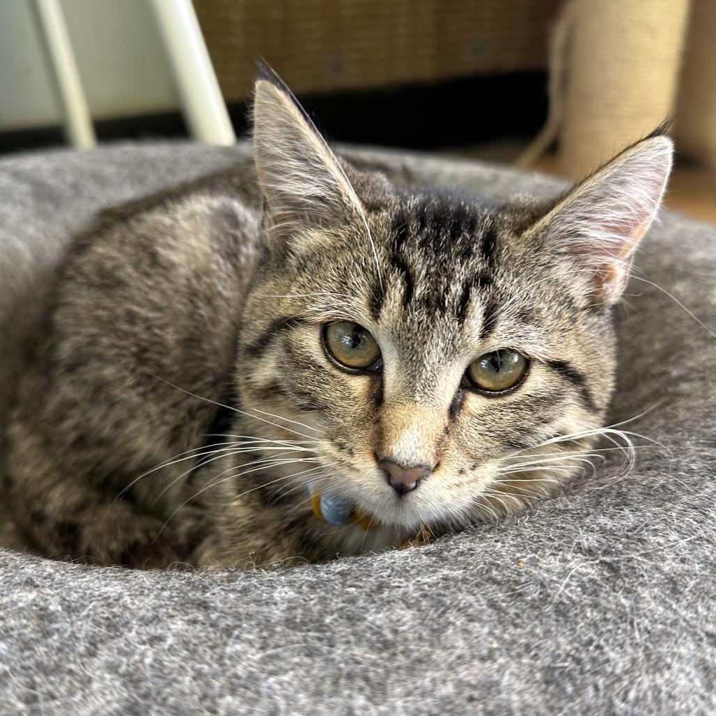 Six, Adoptable, Kitten Female Domestic Short Hair.