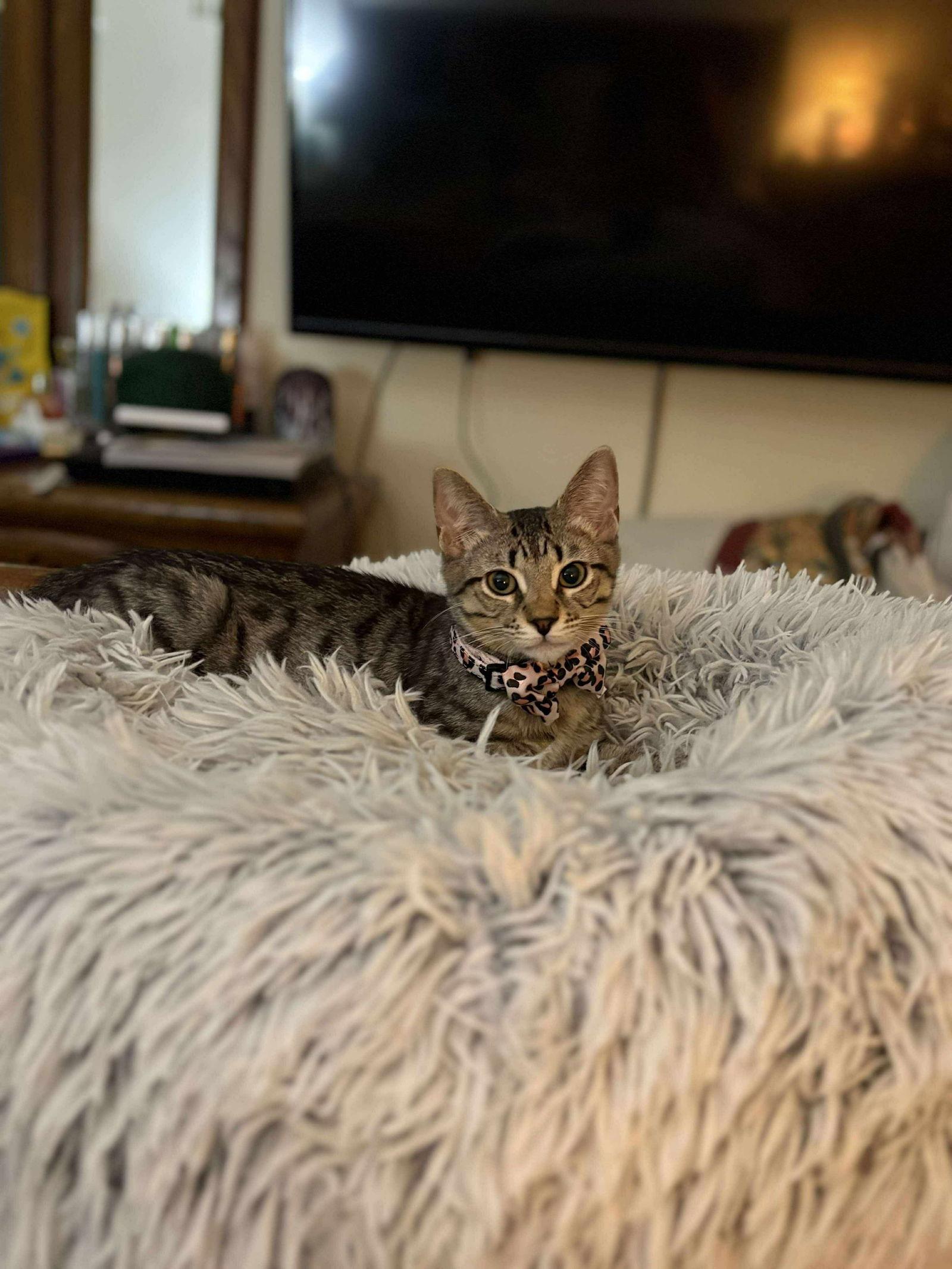 Mira YOUNG TABBY FEMALE, Adoptable, Young Female Domestic Short Hair & Tabby.