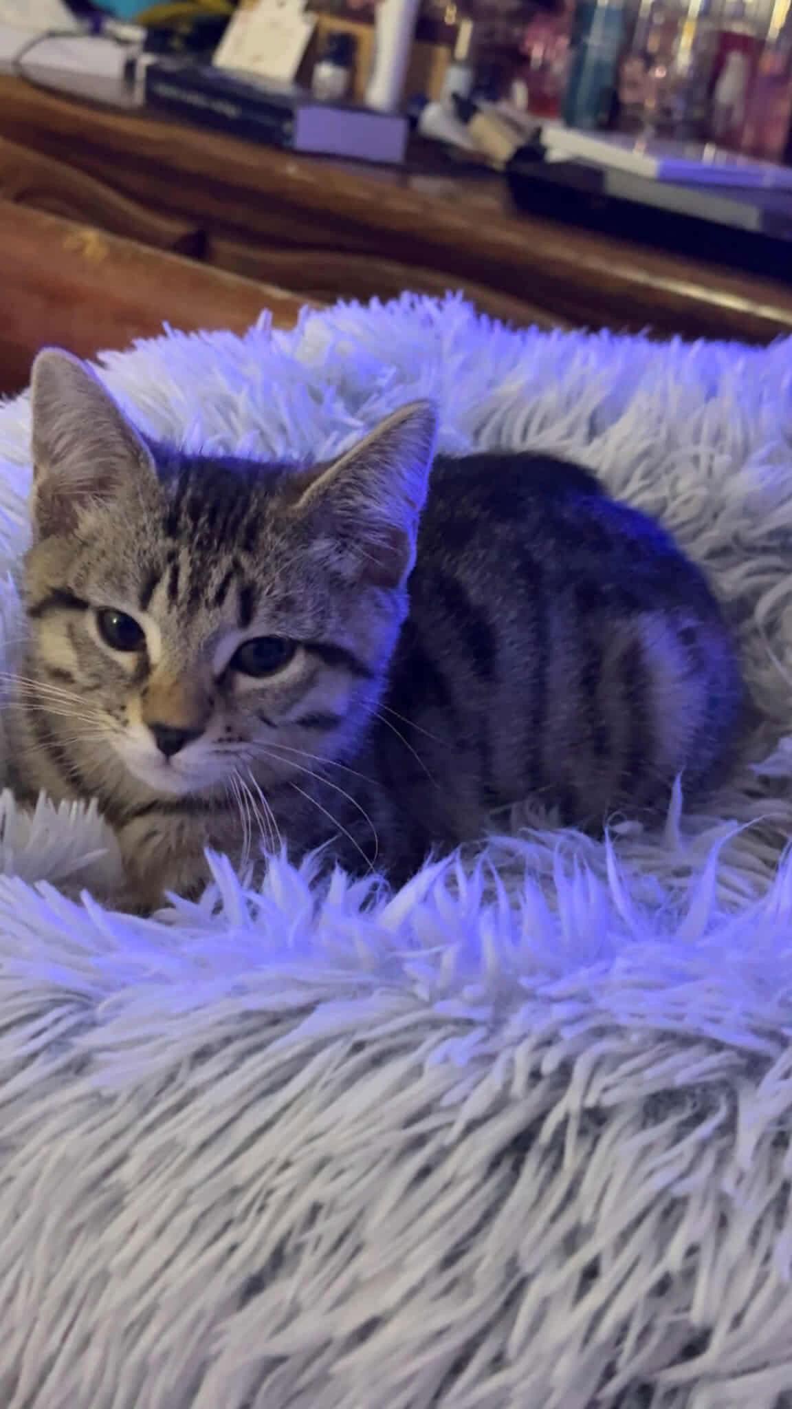 Mira YOUNG TABBY FEMALE, Adoptable, Young Female Domestic Short Hair & Tabby.