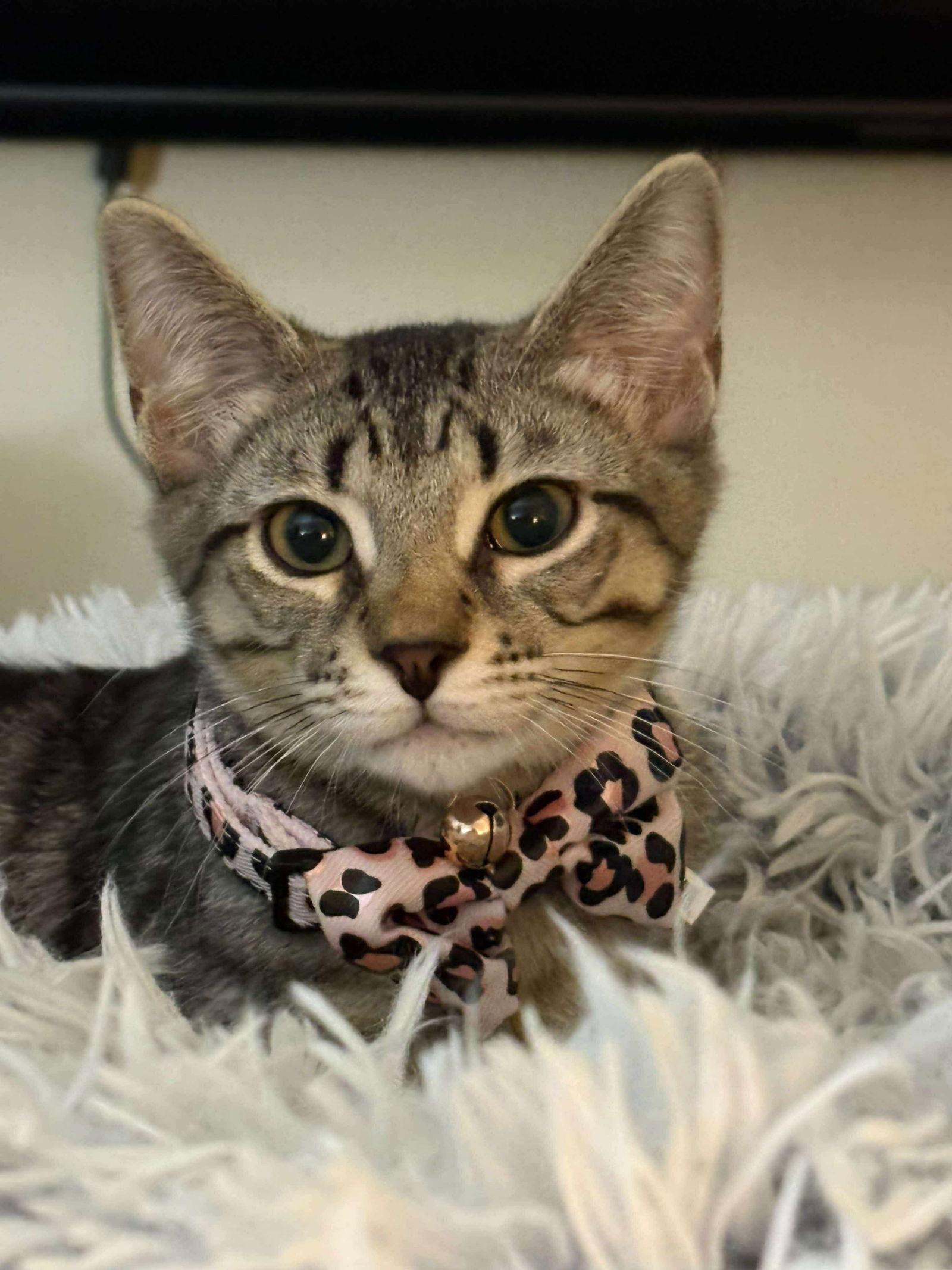 Mira YOUNG TABBY FEMALE, a Adoptable mixed breed in Morehead, KY image 3/3