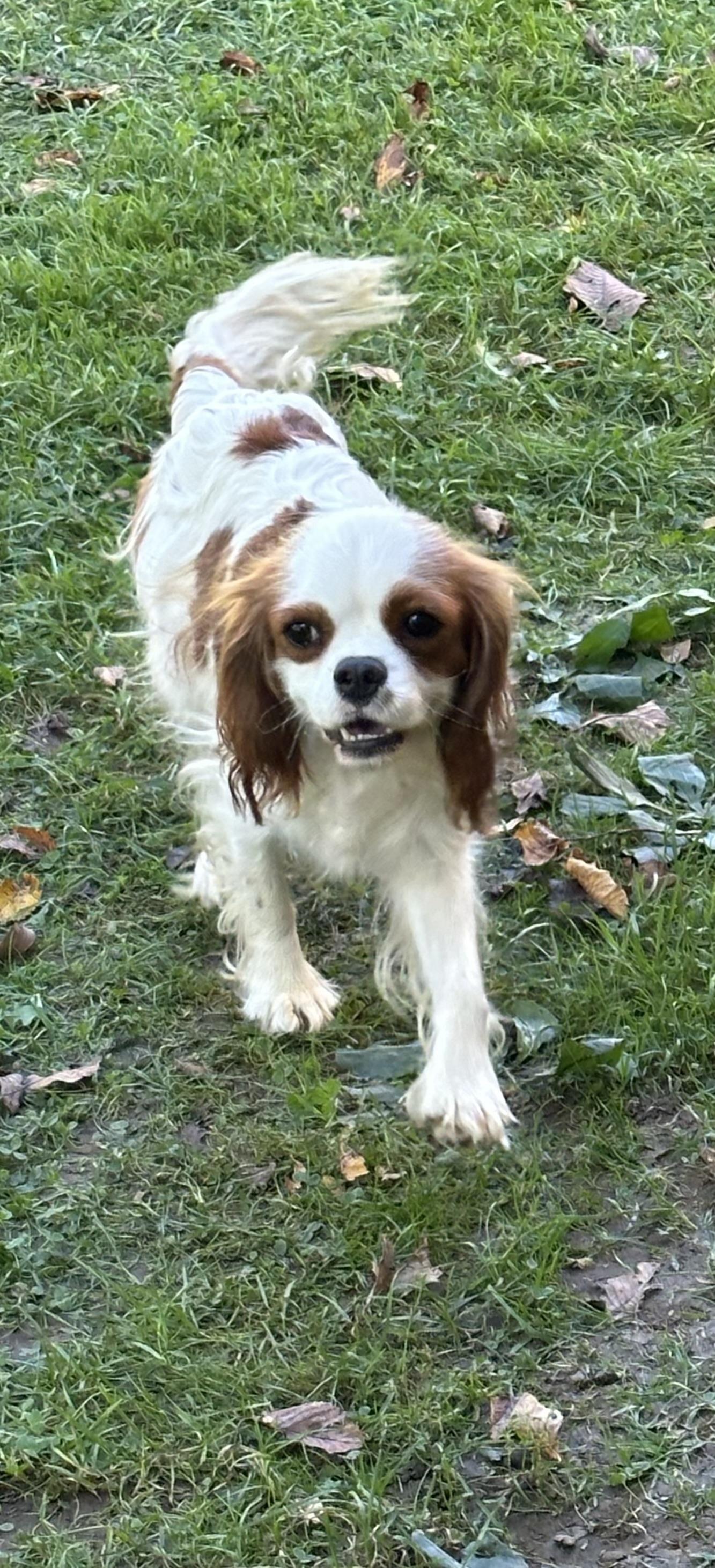 Enlarge Lady, a Adoptable Cavalier King Charles Spaniel in Wellsville, OH image 1/2