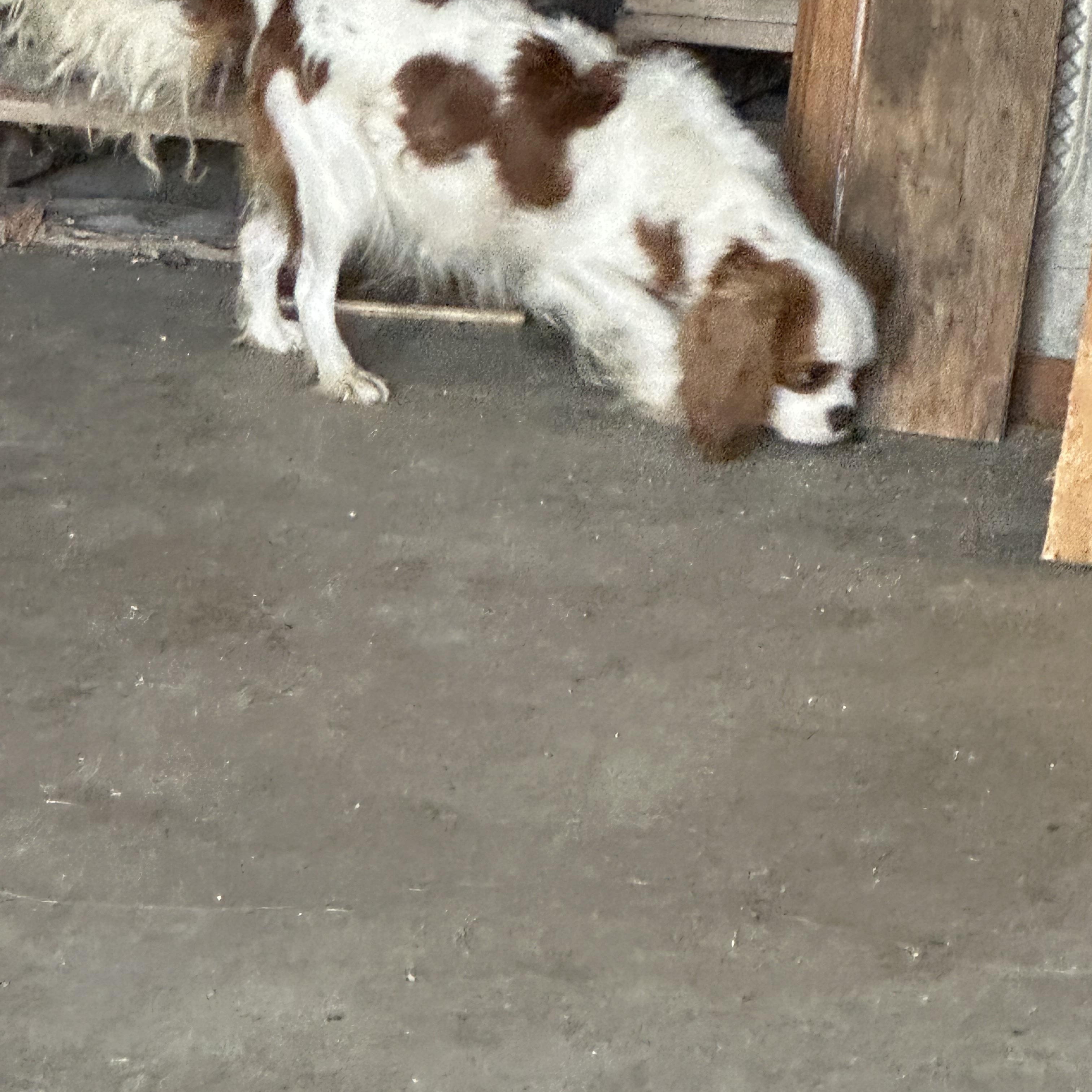 Enlarge Lady, a Adoptable Cavalier King Charles Spaniel in Wellsville, OH image 2/2