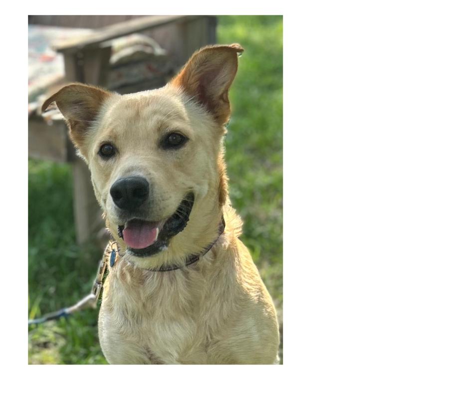 Cooper, Adoptable, Adult Male German Shepherd Dog & Golden Retriever.