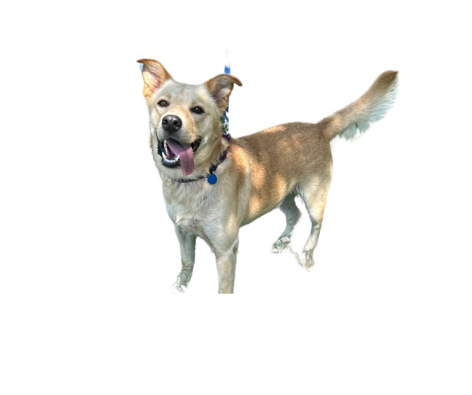Enlarge Cooper, a Adoptable mixed breed in New Braunfels, TX image 2/3