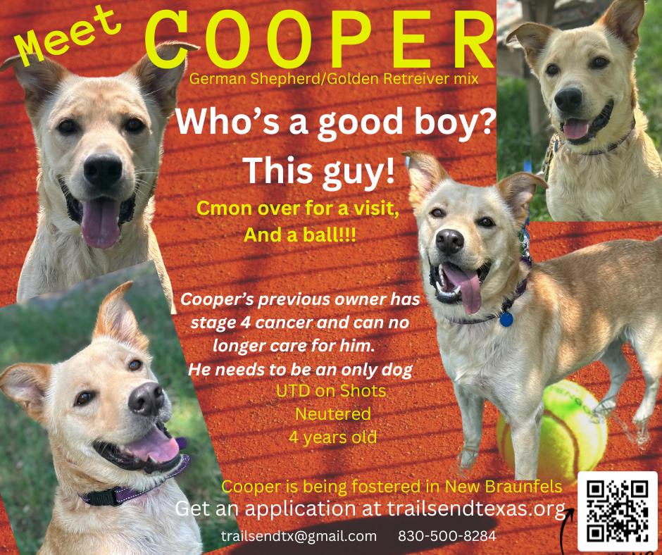 Cooper, Adoptable, Adult Male German Shepherd Dog & Golden Retriever.