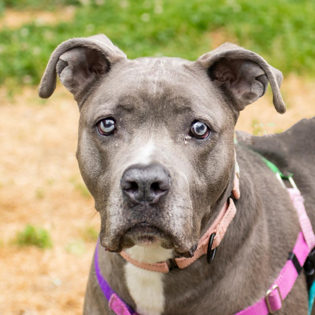 Shadow, Adoptable, Adult Female Mixed Breed.