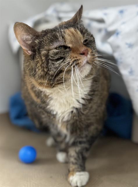 KATIE, Adoptable, Adult Female Domestic Short Hair.