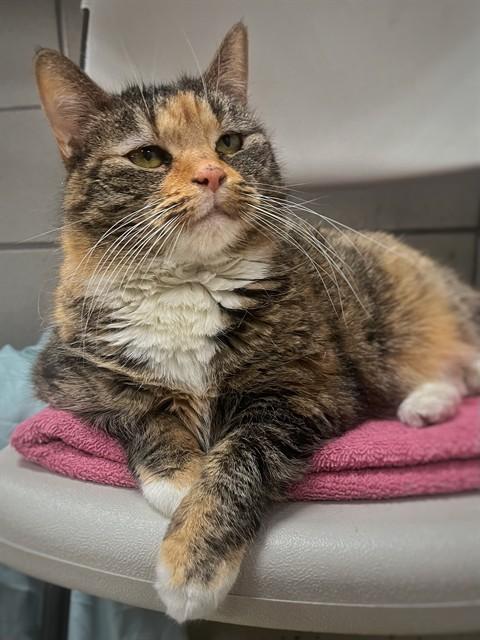 KATIE, Adoptable, Adult Female Domestic Short Hair.