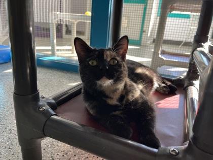 Dolly, Adoptable, Adult Female Domestic Short Hair & Domestic Short Hair.