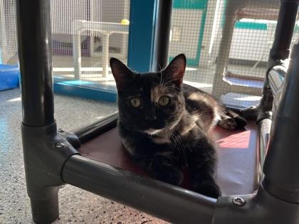 Dolly, Adoptable, Adult Female Domestic Short Hair & Domestic Short Hair.