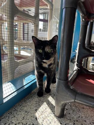 Enlarge Dolly, a Adoptable Domestic Short Hair in Freeport, IL image 3/3