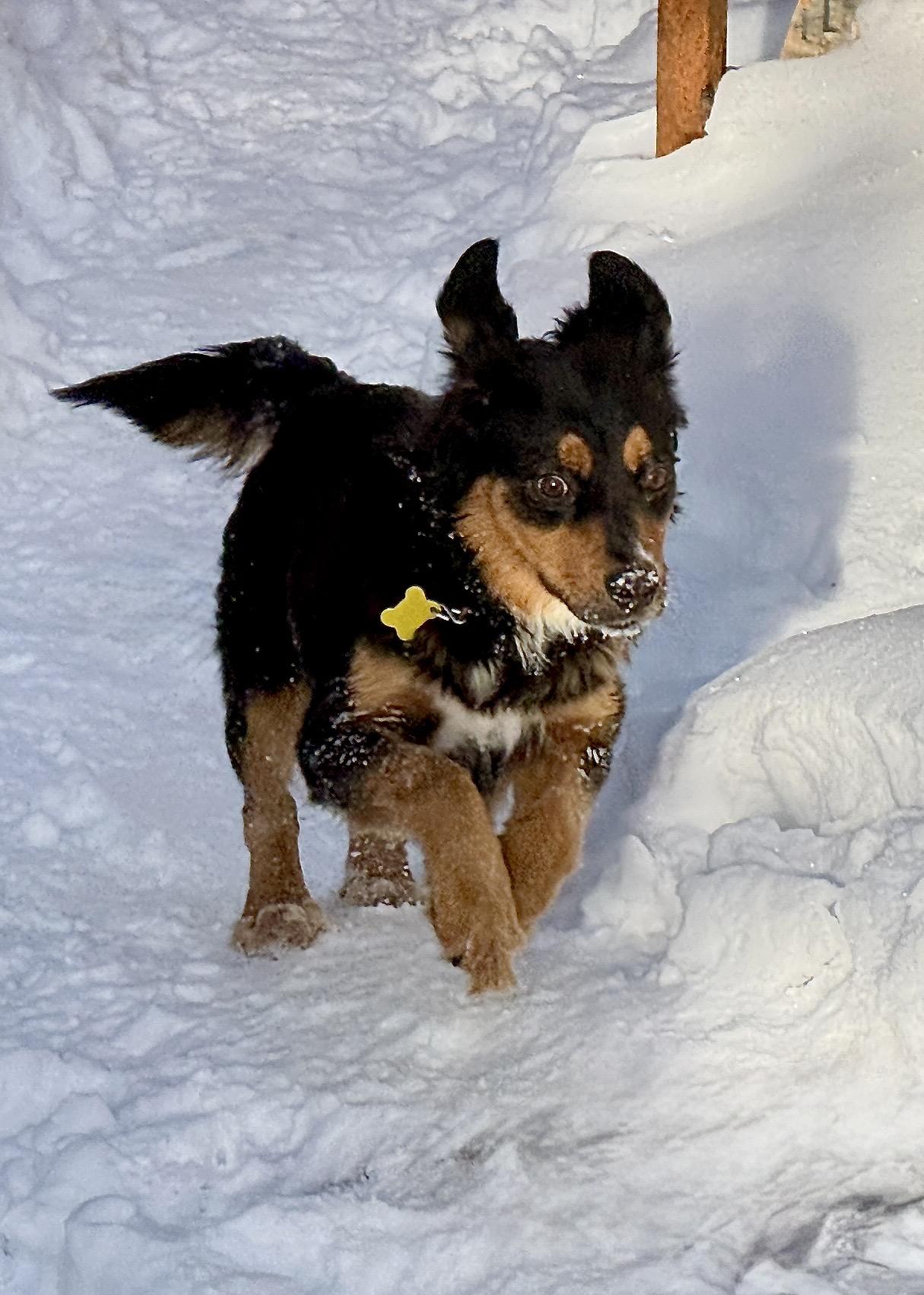 Melaney, Adoptable, Adult Female Collie.
