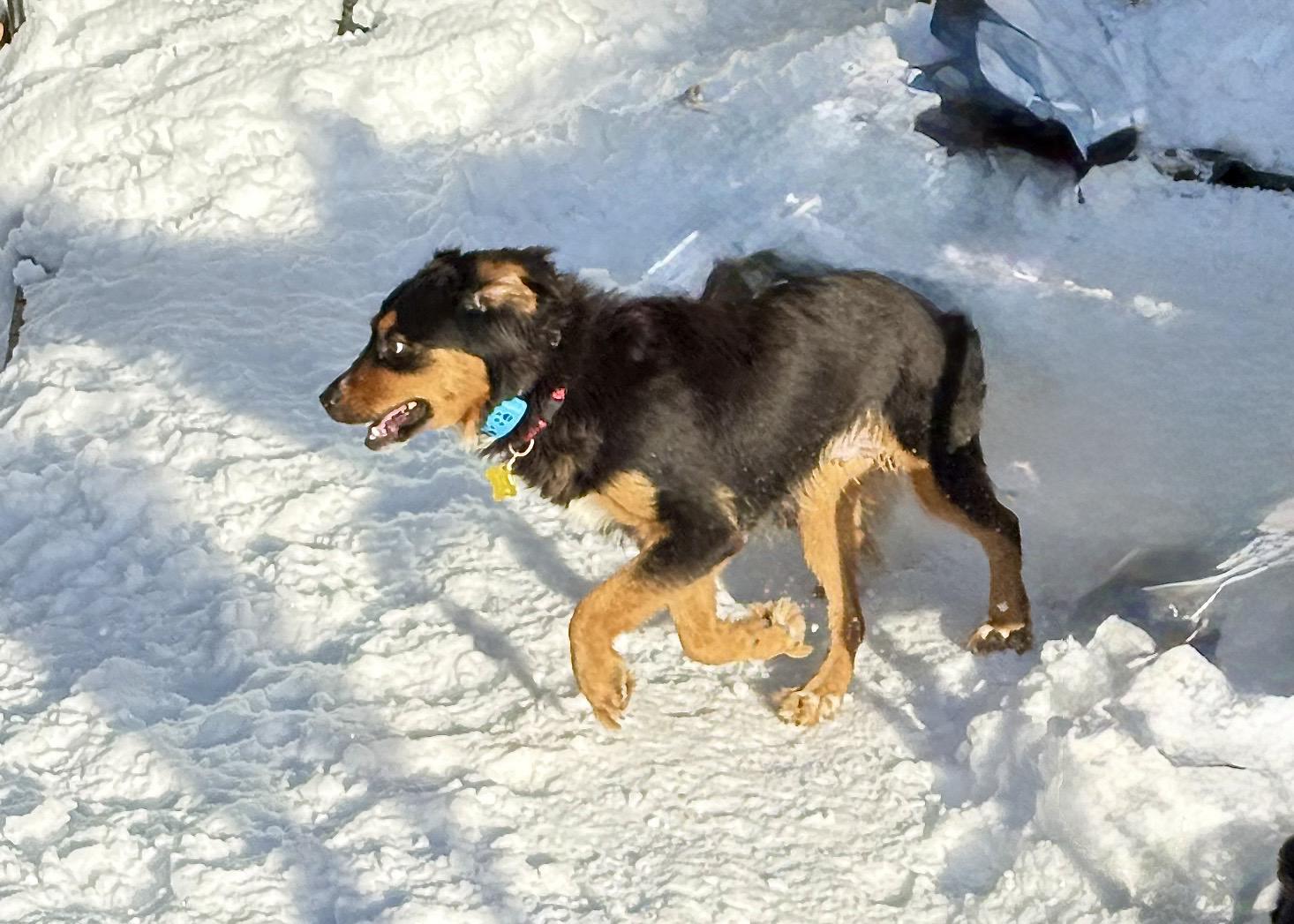Melaney, a Adoptable Collie in Salt Lake City, UT image 2/3