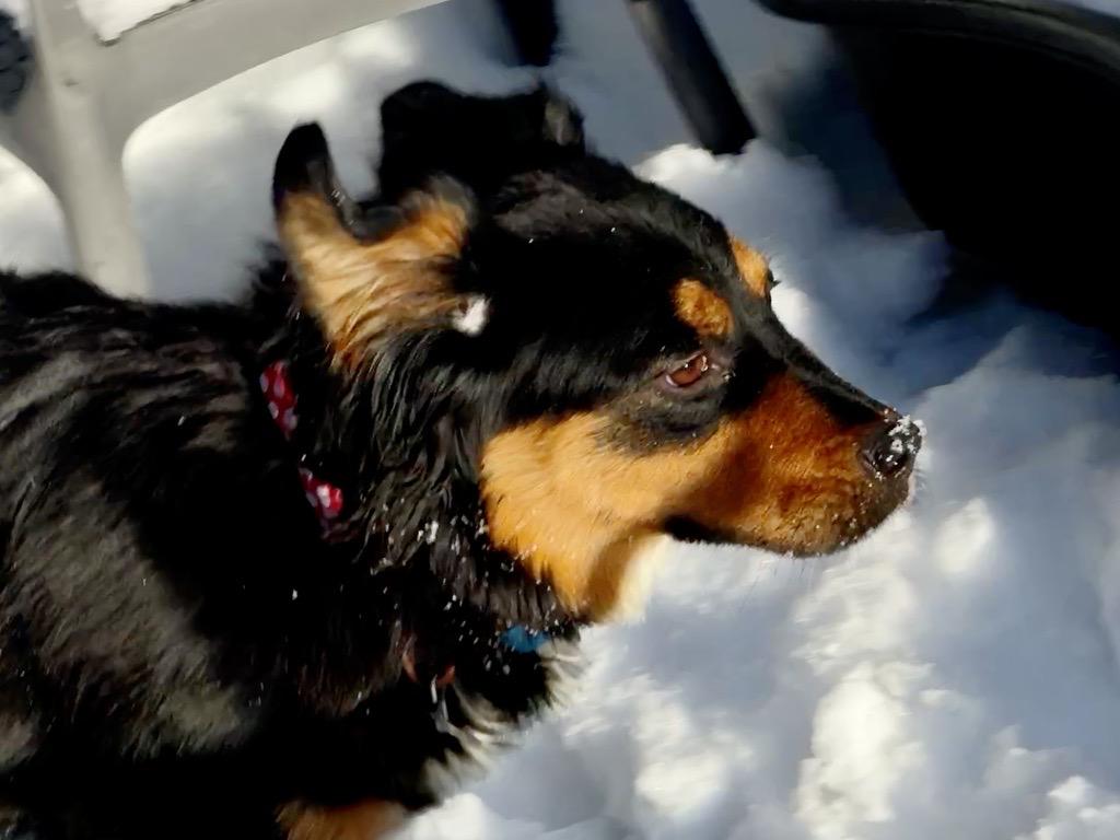 Melaney, a Adoptable Collie in Salt Lake City, UT image 3/3