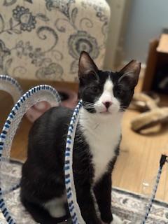 Arrow (fancy tuxedo kitten)