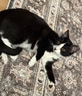 Arrow (fancy tuxedo kitten)