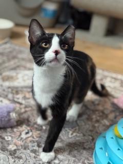 Arrow (fancy tuxedo kitten)