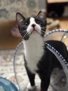 Arrow (fancy tuxedo kitten)