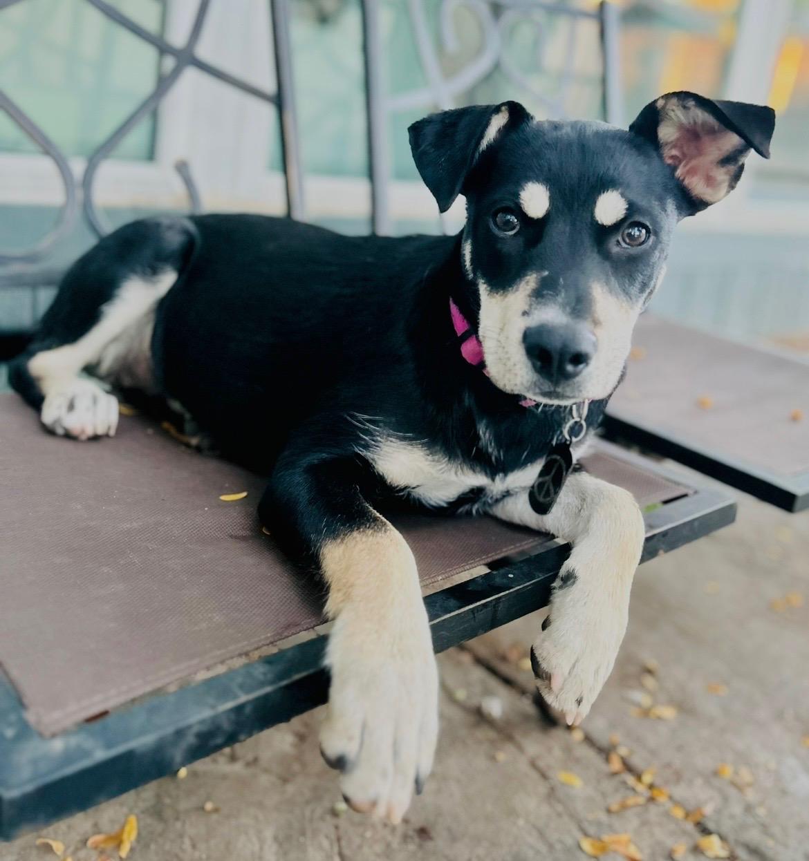 Enlarge Emma, a ADOPTABLE mixed breed in Amarillo, TX image 3/3