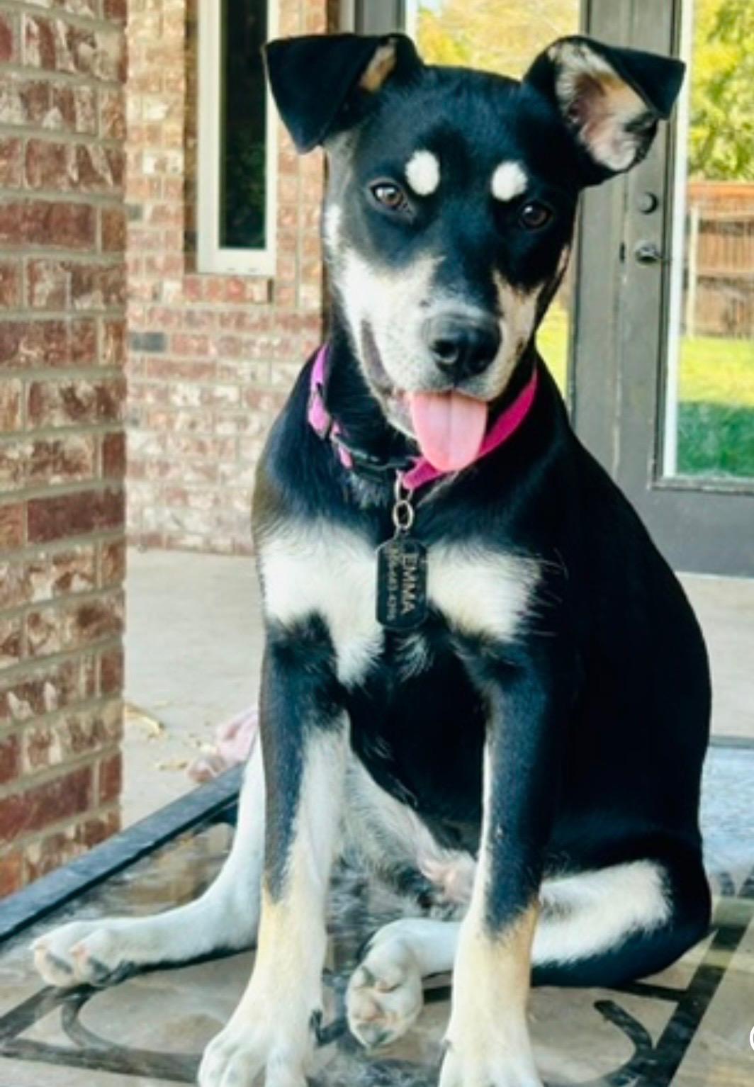 Emma, ADOPTABLE, Young Female Australian Kelpie & Husky.
