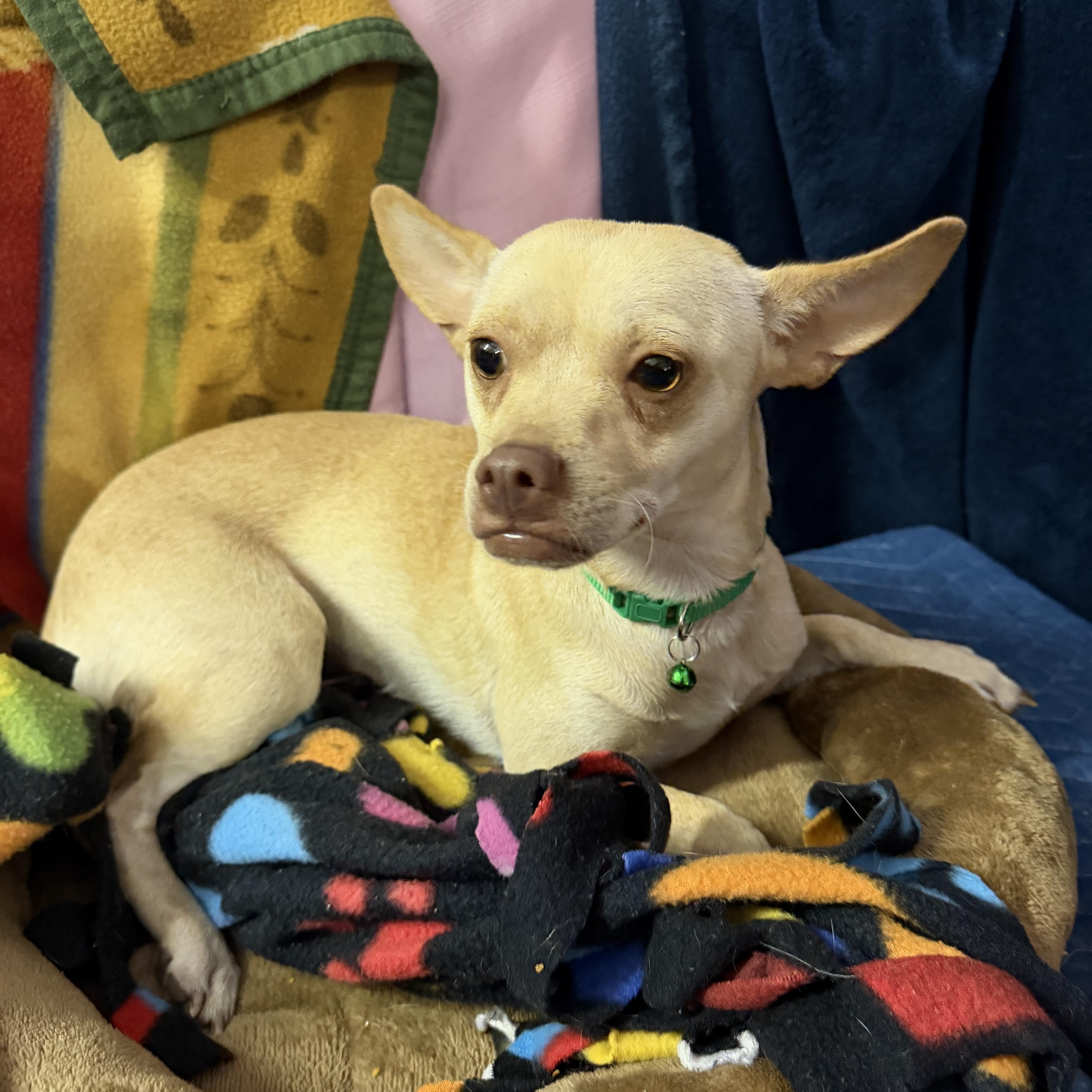 Enlarge Toco, a Adoptable Chihuahua in Muldrow, OK image 2/3