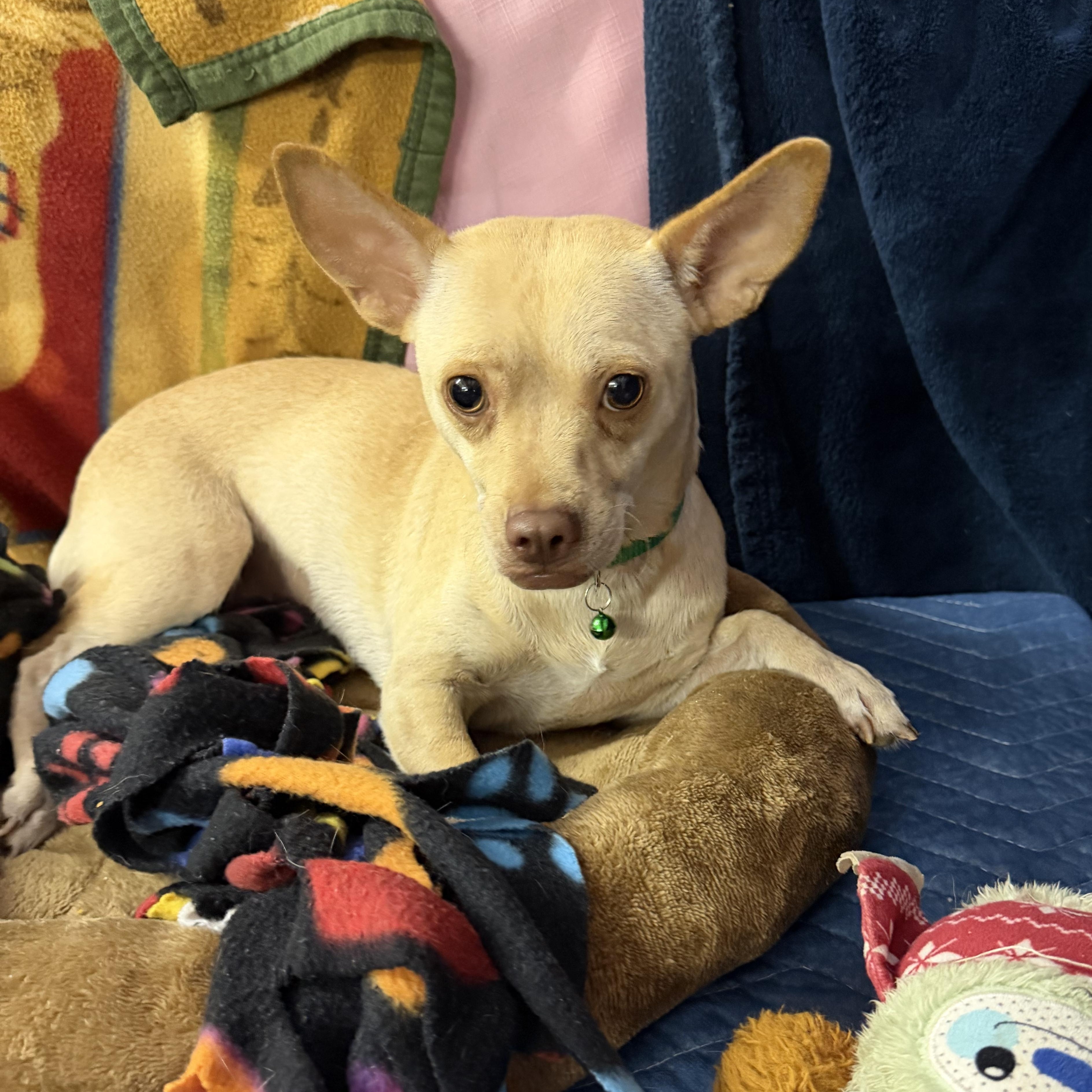 Toco, Adoptable, Young Male Chihuahua.
