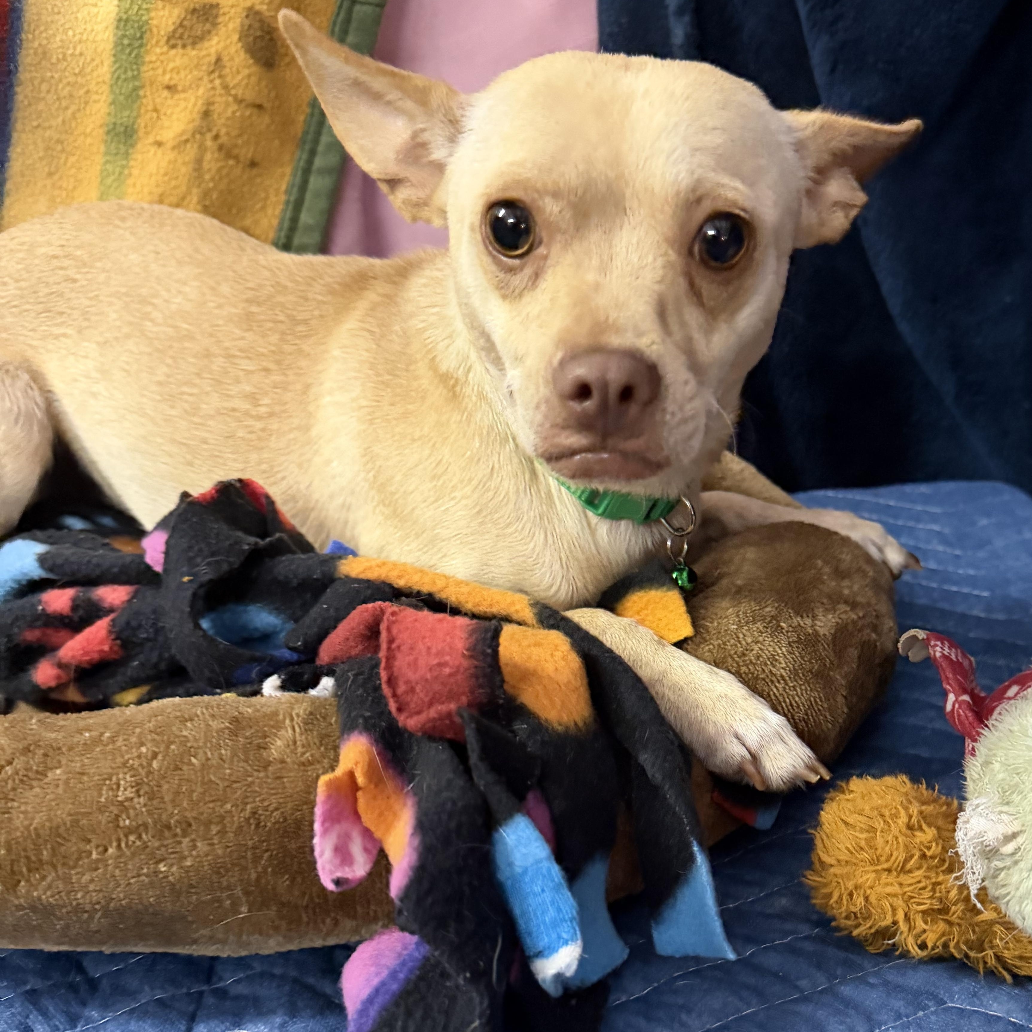 Enlarge Toco, a Adoptable Chihuahua in Muldrow, OK image 3/3