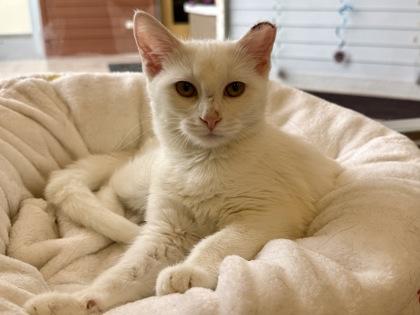 Enlarge Neva, a Adoptable Domestic Short Hair in Downers Grove, IL image 1/3