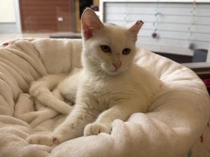 Enlarge Neva, a Adoptable Domestic Short Hair in Downers Grove, IL image 3/3