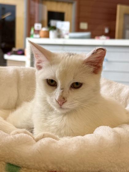 Enlarge Neva, a Adoptable Domestic Short Hair in Downers Grove, IL image 2/3