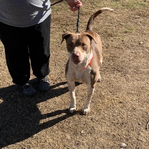 Enlarge Champ, a Adoptable mixed breed in Anna, TX image 1/6