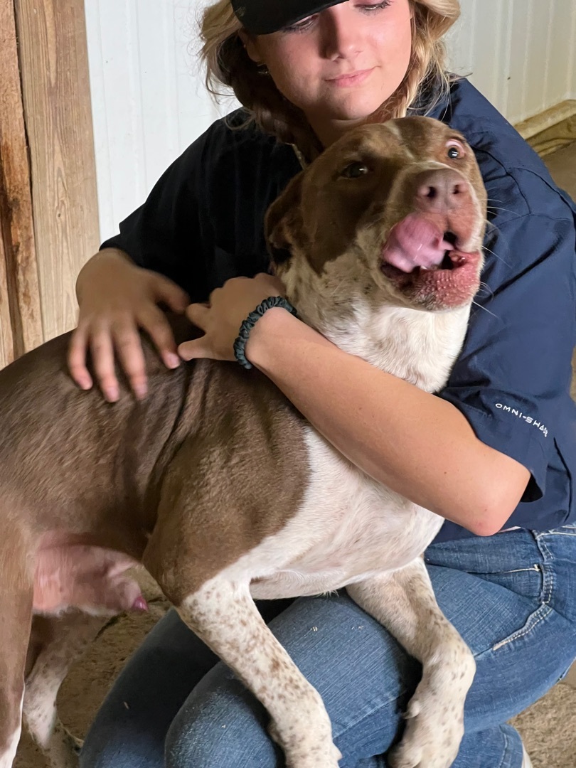 Enlarge Champ, a Adoptable mixed breed in Anna, TX image 2/6