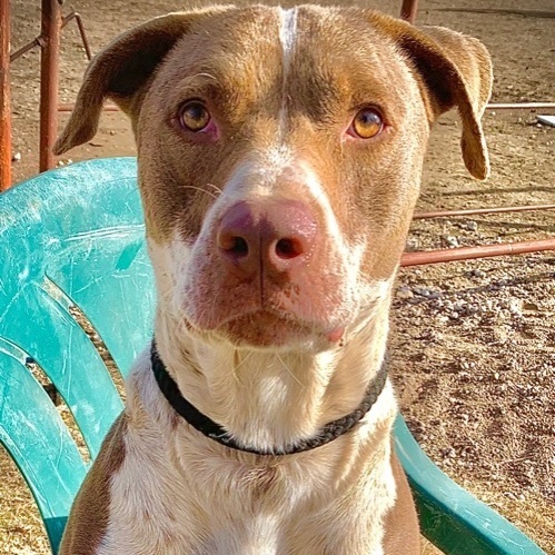 Enlarge Champ, a Adoptable mixed breed in Anna, TX image 3/6