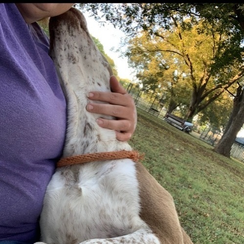 Enlarge Champ, a Adoptable mixed breed in Anna, TX image 4/6