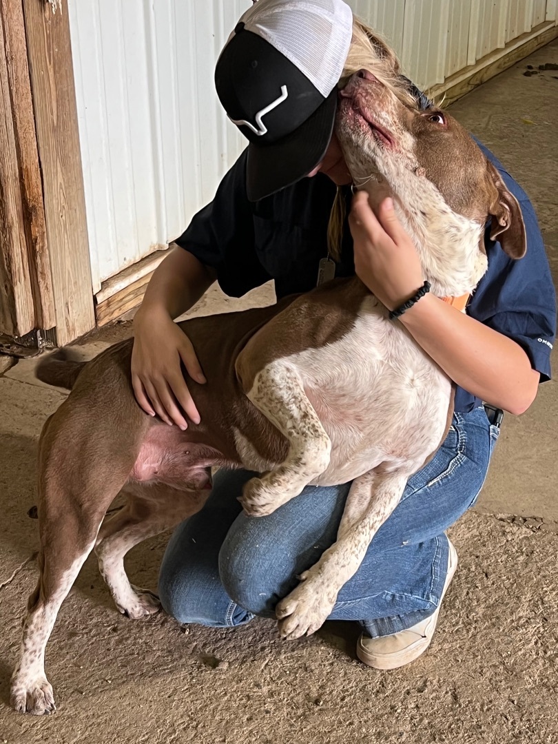 Enlarge Champ, a Adoptable mixed breed in Anna, TX image 5/6