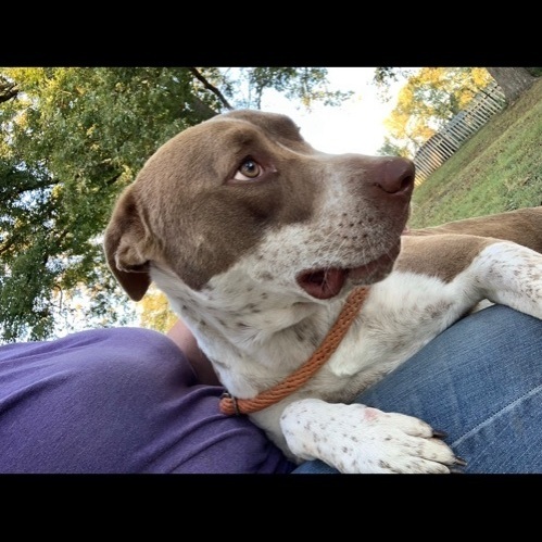 Enlarge Champ, a Adoptable mixed breed in Anna, TX image 6/6