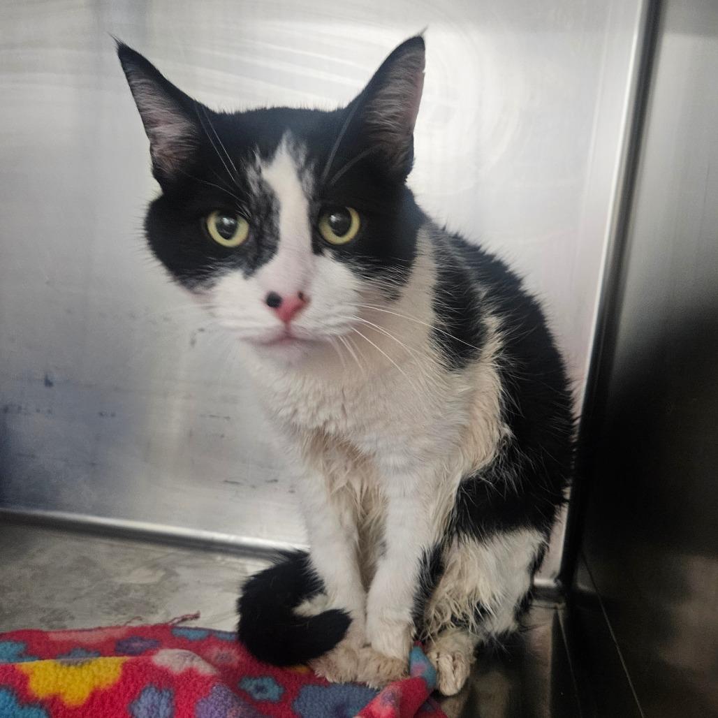 Gizmo, Adoptable, Senior Male Domestic Short Hair.