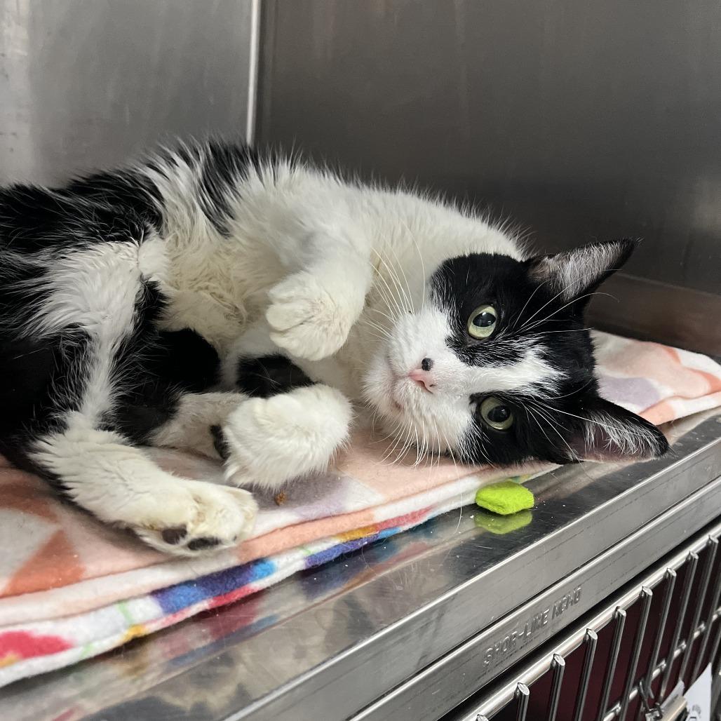 Enlarge Gizmo, a Adoptable Domestic Short Hair in Idaho Falls, ID image 2/3