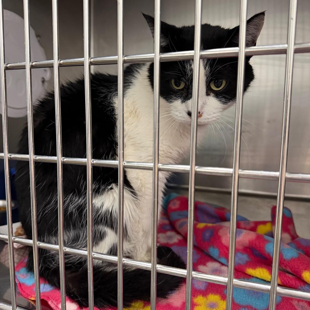 Enlarge Gizmo, a Adoptable Domestic Short Hair in Idaho Falls, ID image 3/3