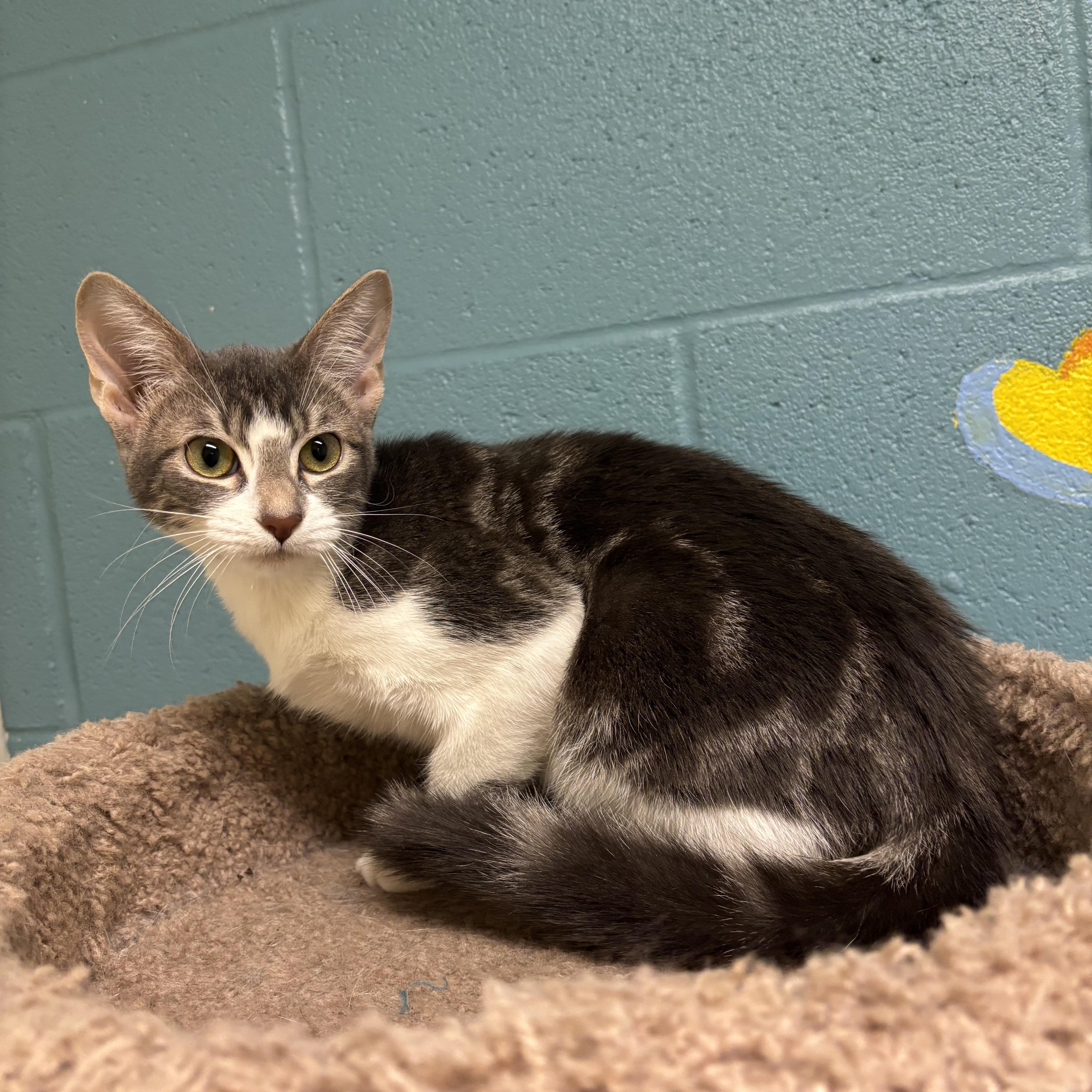 Enlarge Cipher, a Adoptable mixed breed in Gladstone, MO image 1/1