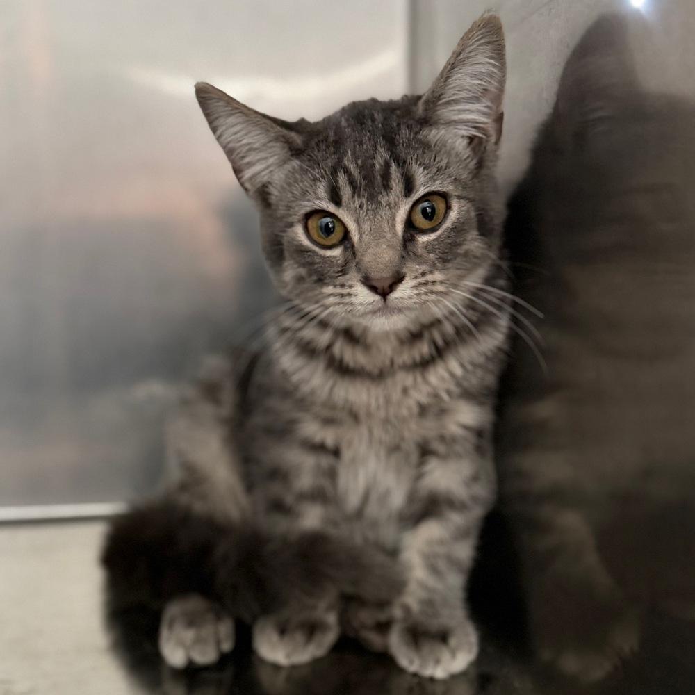 Jam, Adoptable, Kitten Male Domestic Short Hair.