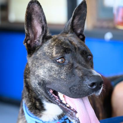 NICK, an adoptable mixed breed in Fernandina Beach, FL image 4/4