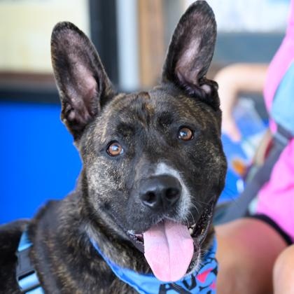 NICK, adoptable, Young Male German Shepherd Dog.